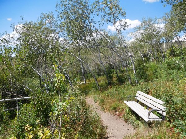 The Nature Trail goes through a grove of aspens that are fed from a spring