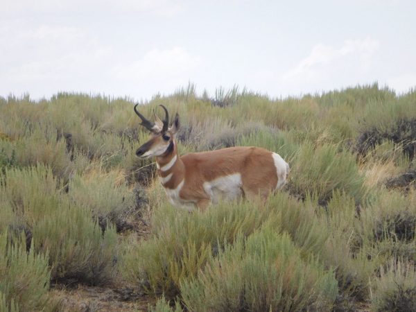 A wild pronghorn antelope I saw near the national monument