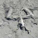 A dead pelican at the edge of the Great Salt Lake